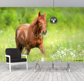 Picture of Red horse walk and grazing on green summer pasture